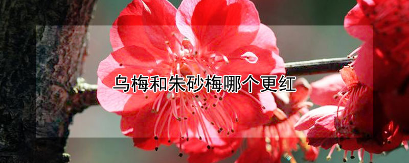 乌梅和朱砂梅哪个更红(乌梅好看还是朱砂梅好看)