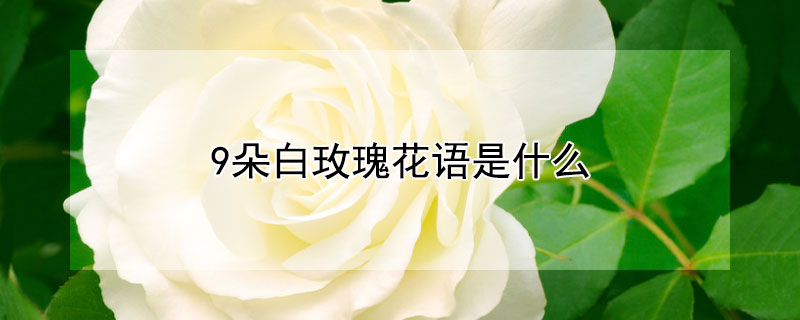 9朵白玫瑰花语是什么（9朵白玫瑰花语是什么意思）