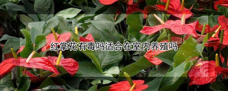 红掌花有毒吗适合在室内养殖吗（室内植物红掌有毒吗）