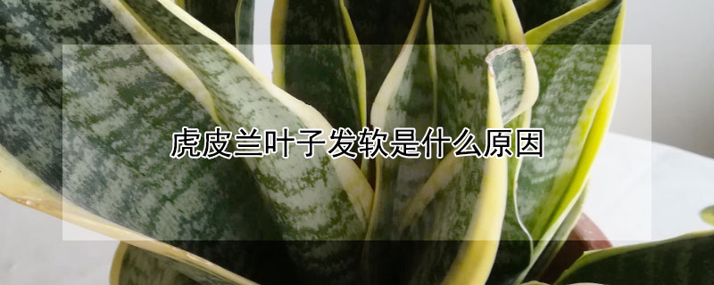 虎皮兰叶子发软是什么原因（虎皮兰叶子发软是什么原因?花匠教你这招,一个月爆盆!）