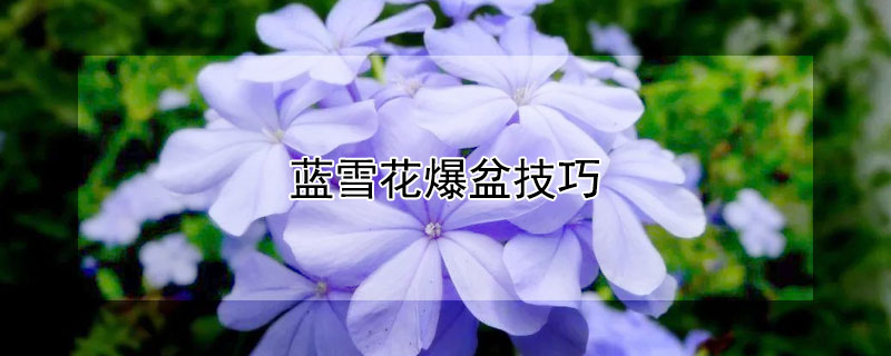 蓝雪花爆盆技巧 蓝雪花怎么养爆盆