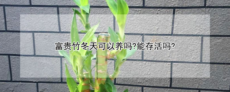 富贵竹冬天可以养吗?能存活吗?（富贵竹冬季能养活吗）