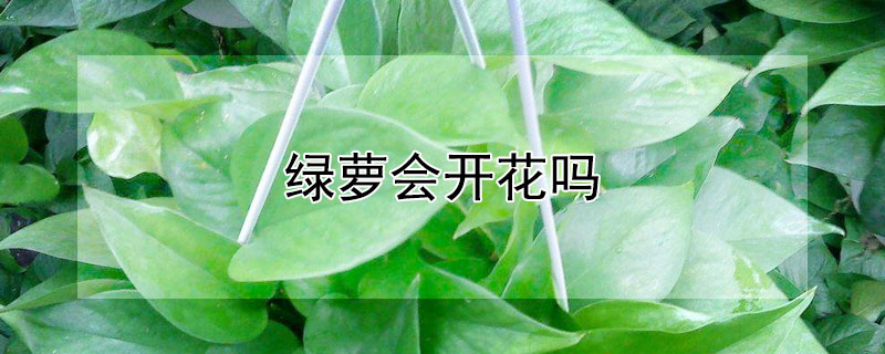 绿萝会开花吗（绿萝会开花吗?开的什么花?）