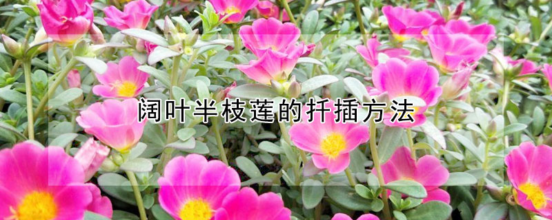 阔叶半枝莲的扦插方法 阔叶半枝莲怎么扦插