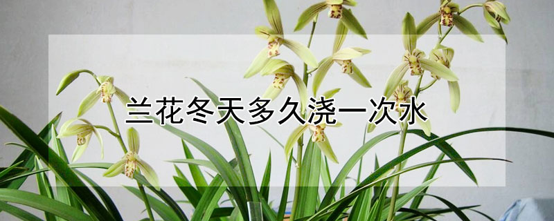 兰花冬天多久浇一次水(兰花冬天多久浇一次水非兰花土)
