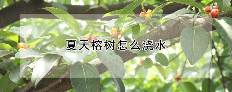 夏天榕树怎么浇水（榕树用什么水浇最好）