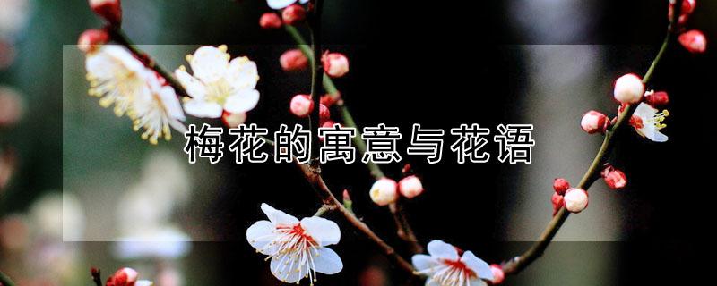 梅花的寓意与花语（梅花的花语寓意象征着什么）