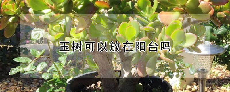 玉树可以放在阳台吗（玉树可以放在阳台上吗）