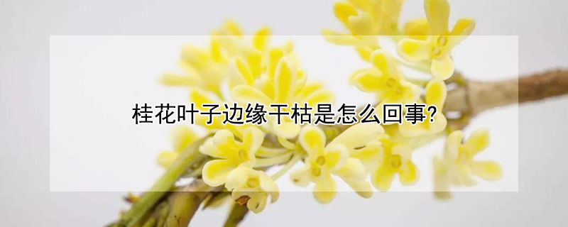 桂花叶子边缘干枯是怎么回事? 桂花叶周边干枯是怎么回事