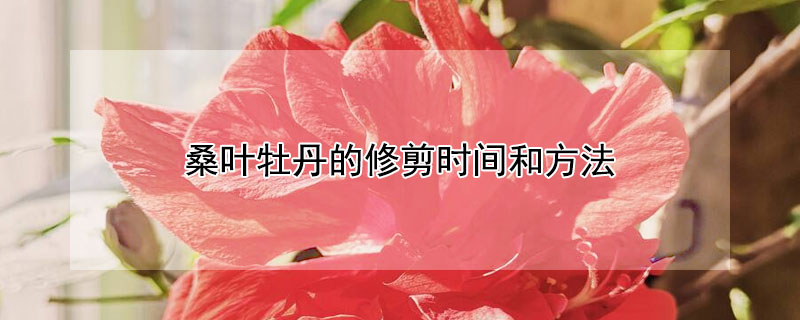 桑叶牡丹的修剪时间和方法 桑叶牡丹开完花怎么修剪