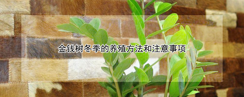 金钱树冬季的养殖方法和注意事项 金钱树的夏季养殖方法和注意事项