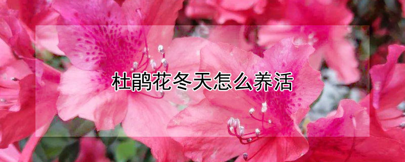 杜鹃花冬天怎么养活(冬天的杜鹃花怎么养活)