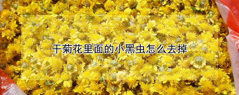 干菊花里面的小黑虫怎么去掉（怎样去除菊花上的黑色虫子）