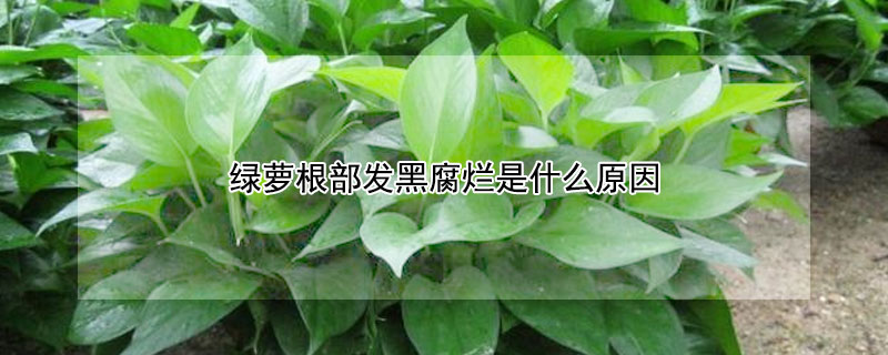 绿萝根部发黑腐烂是什么原因(绿萝叶子发黑烂根是什么原因)