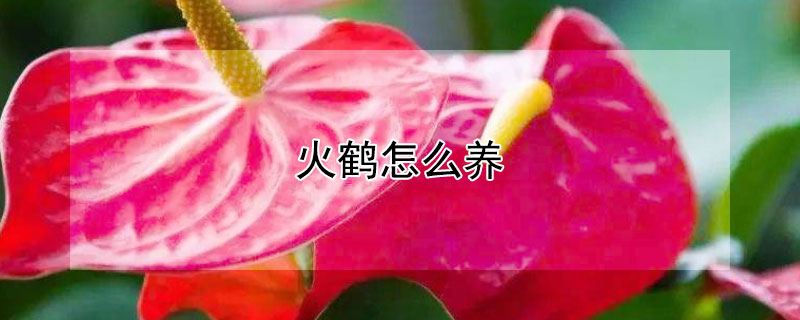 火鹤怎么养（火鹤怎么养?）