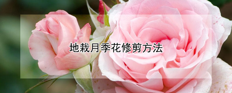 地栽月季花修剪方法（盆栽月季花如何修剪）