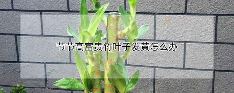 节节高富贵竹叶子发黄怎么办 富贵竹竹竿发黄怎么办