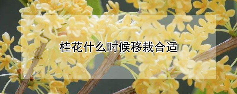 桂花什么时候移栽合适（桂花什么时候移植最合适）