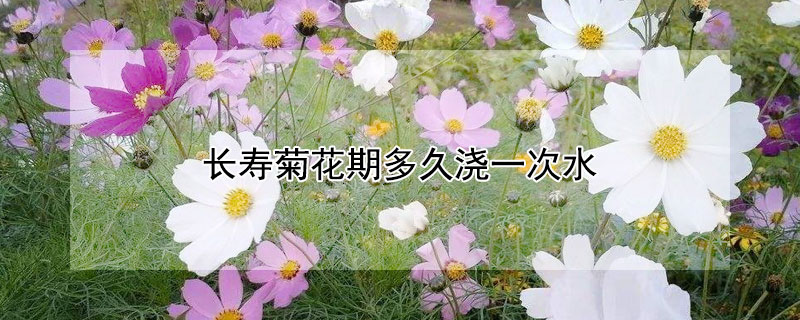 长寿菊花期多久浇一次水 万寿菊多长时间浇一次水