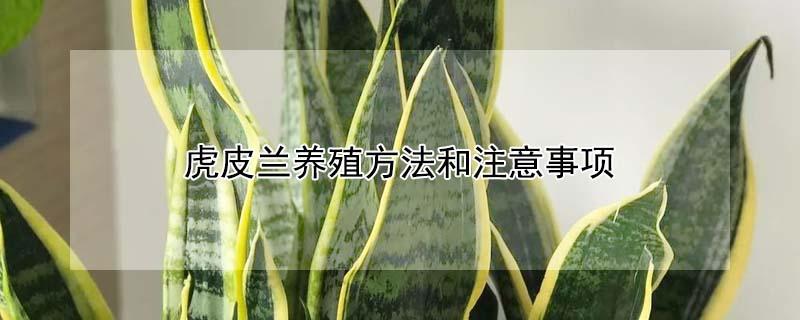 虎皮兰养殖方法和注意事项 虎皮兰养殖方法和注意事项浇水要适量