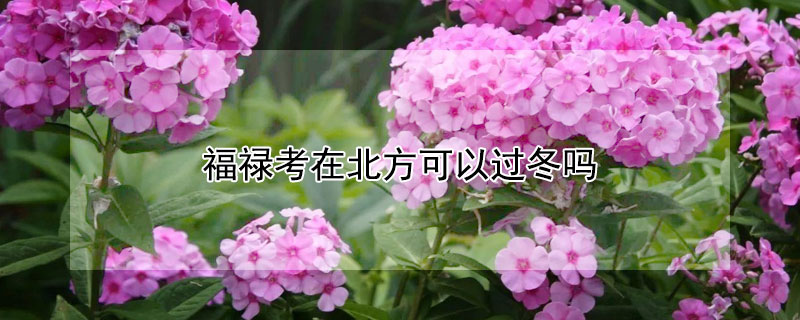 福禄考在北方可以过冬吗（福禄考冬天）