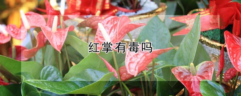 红掌有毒吗（红掌有毒吗能放室内吗）