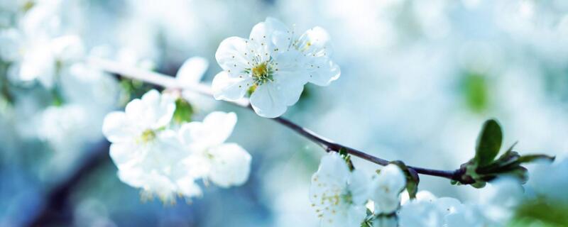 白色的桃花象征着什么(白色的桃花长什么样子)