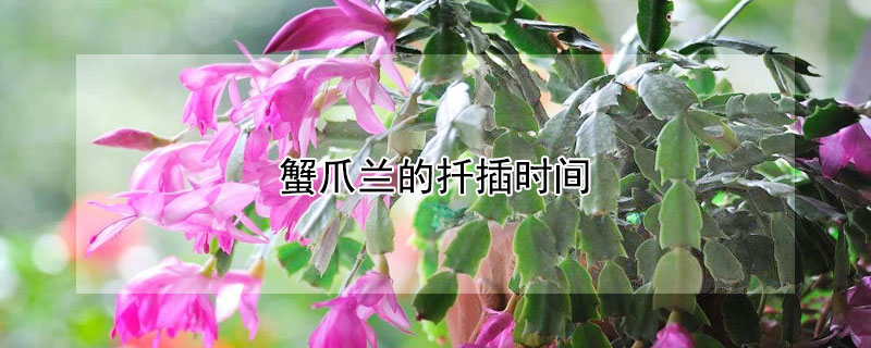 蟹爪兰的扦插时间 蟹爪兰什么时候扦插