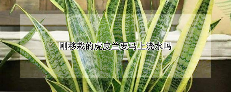 刚移栽的虎皮兰要马上浇水吗 虎皮兰刚栽上能浇水吗