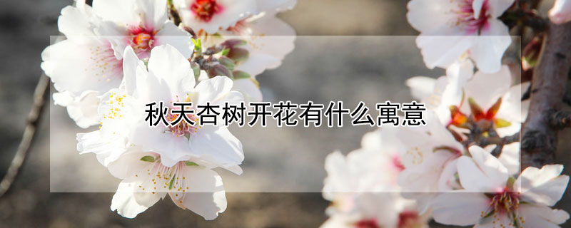 秋天杏树开花有什么寓意（冬天杏树开花寓意）