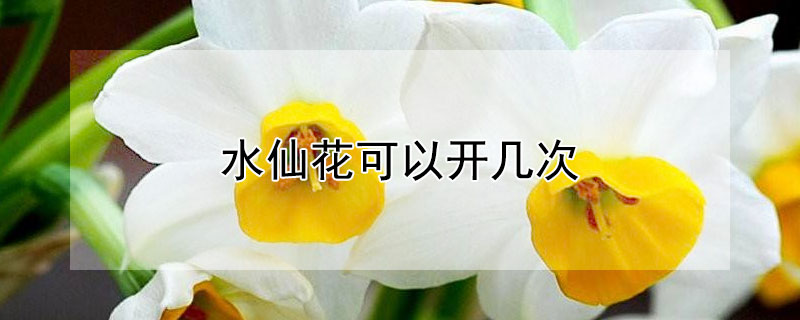 水仙花可以开几次 水仙花开一年开几次