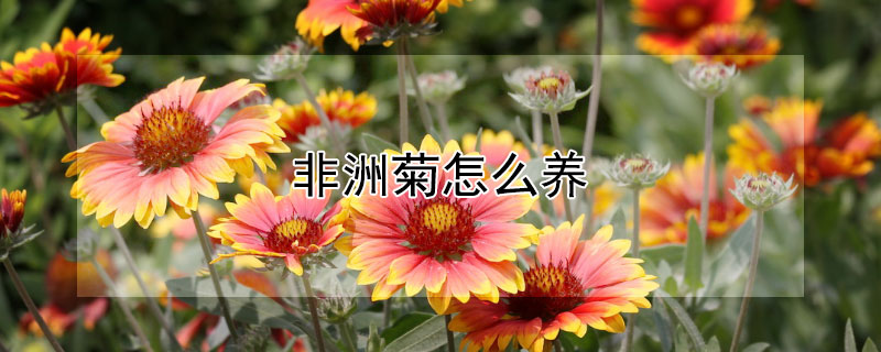 非洲菊怎么养 非洲菊怎么水养