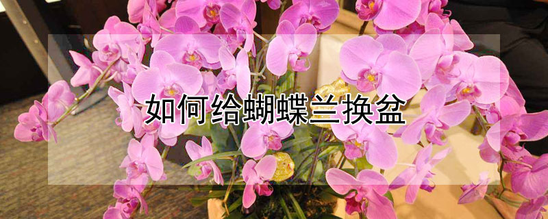 如何给蝴蝶兰换盆 蝴蝶兰怎么换盆?来,看这里!手把手教你,一看就会!
