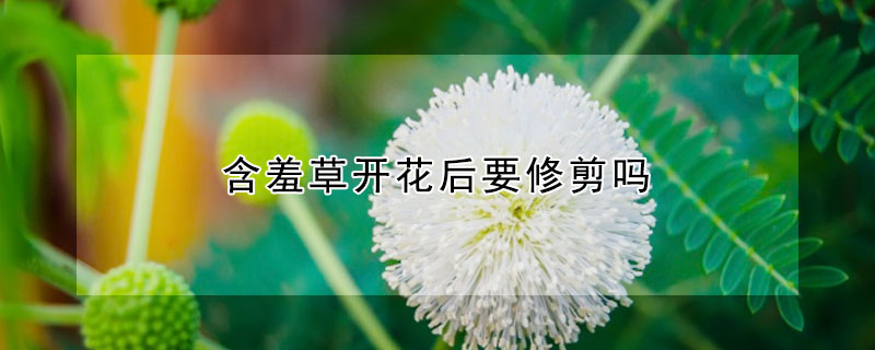 含羞草开花后要修剪吗（含羞草开完花后怎么修剪）