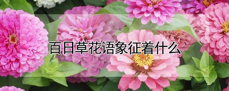 百日草花语象征着什么（百日草花语和象征意义）