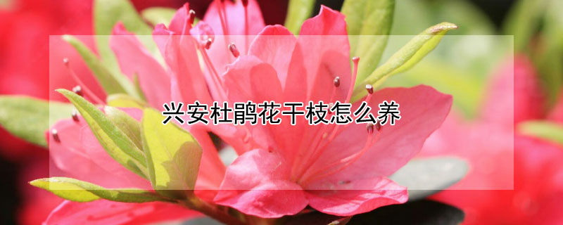 兴安杜鹃花干枝怎么养（大兴安岭的干枝杜鹃怎么养）