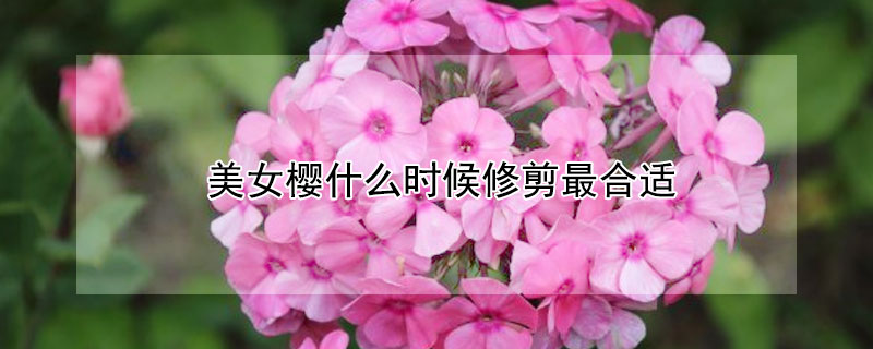 美女樱什么时候修剪最合适 樱花修剪什么时候最合适