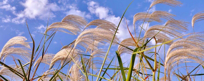 荻花的花语（荻花的花语图片）