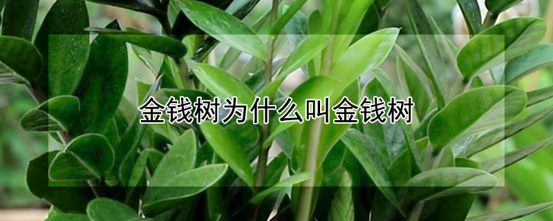 金钱树为什么叫金钱树(金钱树是树吗)