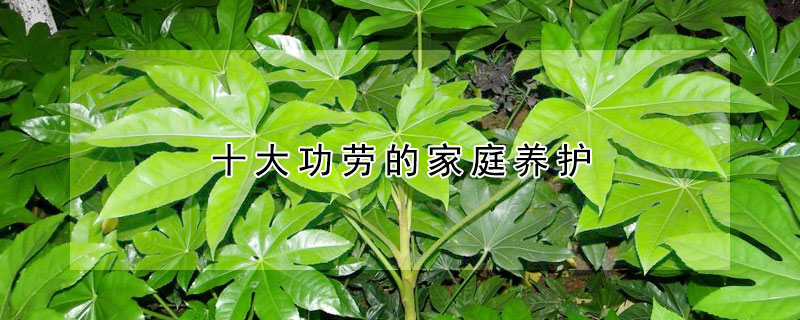 十大功劳的家庭养护 十大功劳养护技术