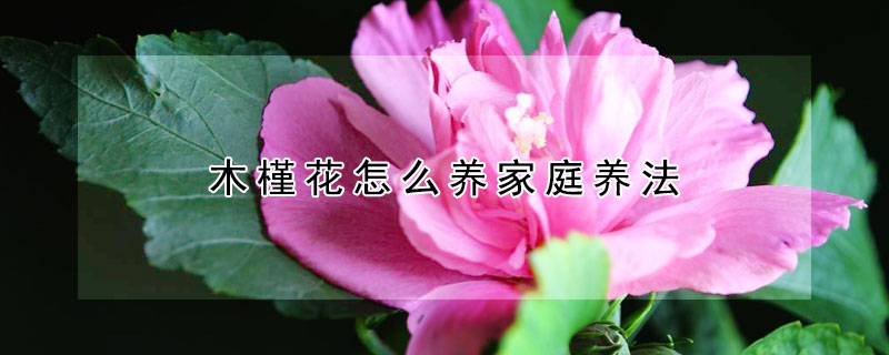 木槿花怎么养家庭养法 木槿花家庭养殖方法
