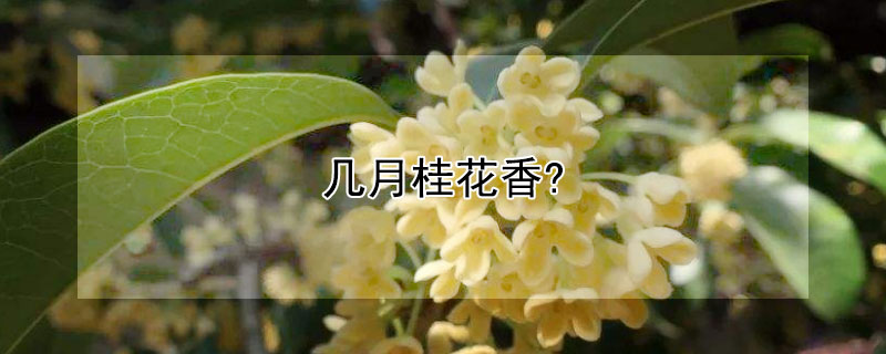 几月桂花香?（几月桂花香的诗句）