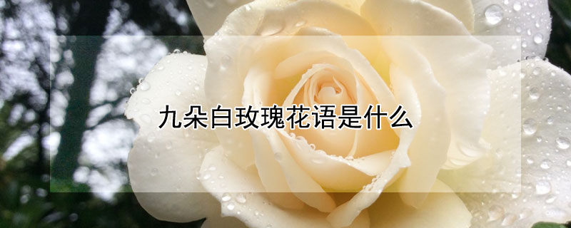 九朵白玫瑰花语是什么（九朵粉玫瑰两朵白玫瑰花语）