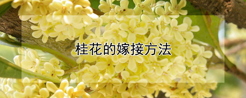 桂花的嫁接方法（桂花的嫁接方法图解）