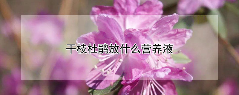 干枝杜鹃放什么营养液 杜鹃花花期能用营养液吗