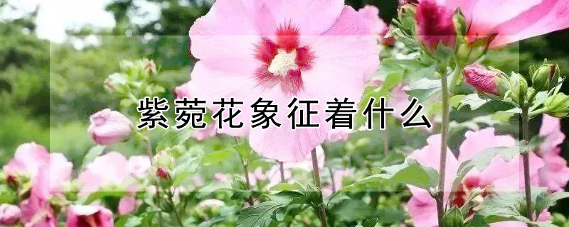 紫菀花象征着什么（紫菀花的花语是什么）