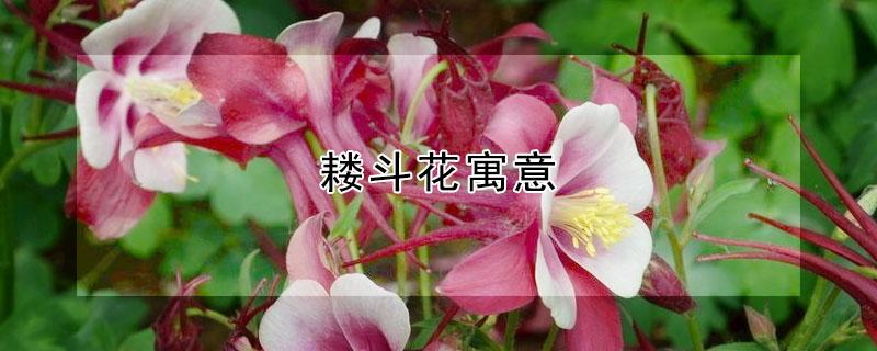 耧斗花寓意（花生金畚斗寓意）