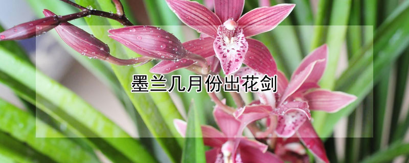 墨兰几月份出花剑(墨兰几月份长花剑)