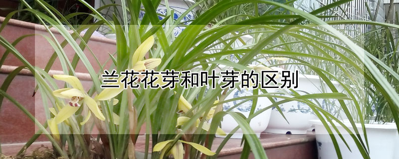 兰花花芽和叶芽的区别（兰花的芽和花如何区分）