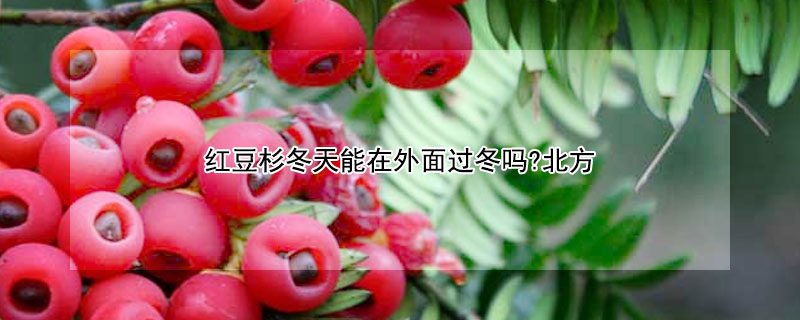 红豆杉冬天能在外面过冬吗?北方（东北红豆杉冬天在外可以过冬吗）